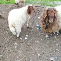 قوچ دم زرد  مل زرد نمونه بهترین جنس جوان و اصیل