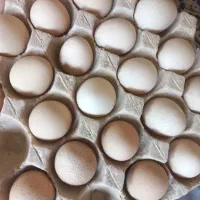 تخم  مرغ شاخدار نطفه دار