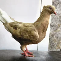 دم سفید ماده درجه یک جوان