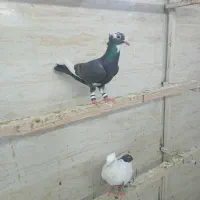 کبوتر