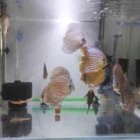 کت استربای و دیسکس خاک پلنت