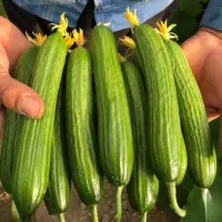 کود ارگانیک مخصوص خیار گلخانه‌ای