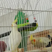 عروس هلندی