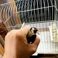 سهره نر|پرنده|بندر انزلی, نوغان|دیوار