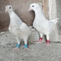 جوجه کله لماسی