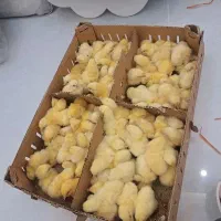جوجه گوشتی راس ۳۰۸ ده روزه