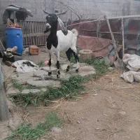 یک راس بز دورگ پاکستانی پر شیر