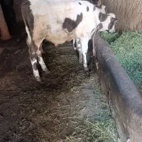 گوساله نر
