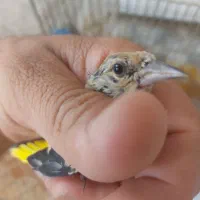 سهره|پرنده|زرند, |دیوار