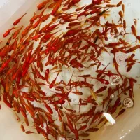 ماهی قرمز تعداد بالا