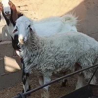 فروش بره وبزغاله پاسالی