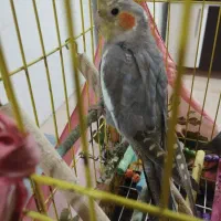 عروس هلندی دستی