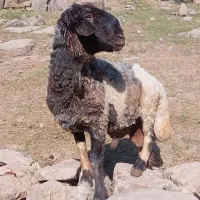 نرمیش برا داشت