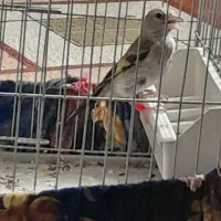 جوجه سهره  نر