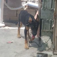 واگذاری سگ ژرمن