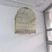 قفس قناری و مرغ عشق