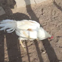 فروش فوری خروس لاری