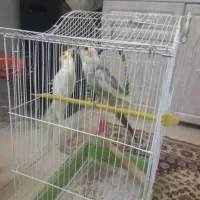 فروش عروس هندی