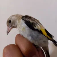 جوجه سهره لرستان