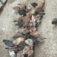جوجه محلی