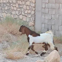 چپش