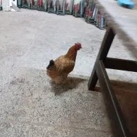 مرغ و خروس