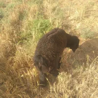 بره|حیوانات مزرعه|شوشتر, |دیوار