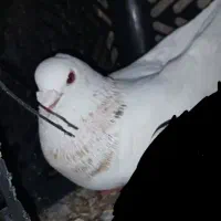 معاضه|پرنده|نورآباد ممسنی, |دیوار