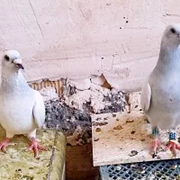 کبوتر شامی کرمانی اصیل