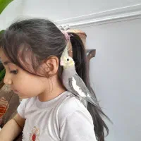 جوجه عروس سینامون دستی