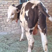 گوساله نر