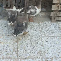 سه تاغاز بایک مرغ ودوتا جوجه