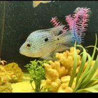 ماهی تگزاسی  و  اکواریوم