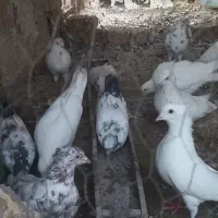 کبوتر پروندنی