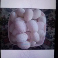 فروش تخم اردک فوری