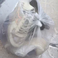 ۶جفت کتونی