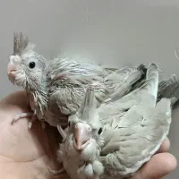 جوجه عروس هلندی