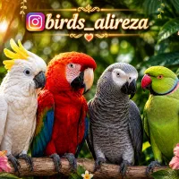 خریدوفروش کاسکو ارا کاکادو اکلکتوس شاه طوطی لری