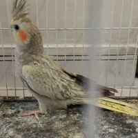 جوجه عروس هلندی