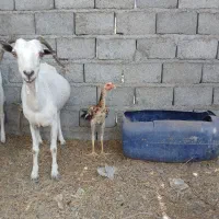کهره ماده