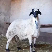 گوسفندزنده افشار ومغانی