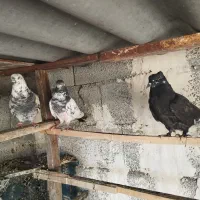 سه عدد کبوتر دو عدد ایرانی یک ماده پاکستانی