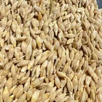 جو بومی درشت