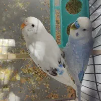 مرغ عشق قشنگ (مایل معاوضه)