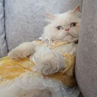 گربه نژاد پرشین