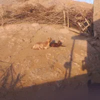 بزوبزغاله