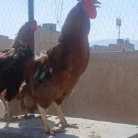 خروس