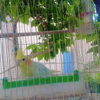 یک عدد عروس هلندی
