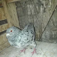 چند عدد کفتر روزگاری