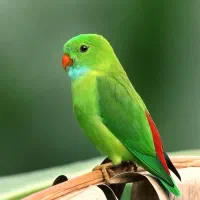 طوطی پیدا شده شهر محمدیه